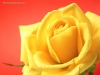 j'aime le fleure  mait mon fleura apeli  hatim
